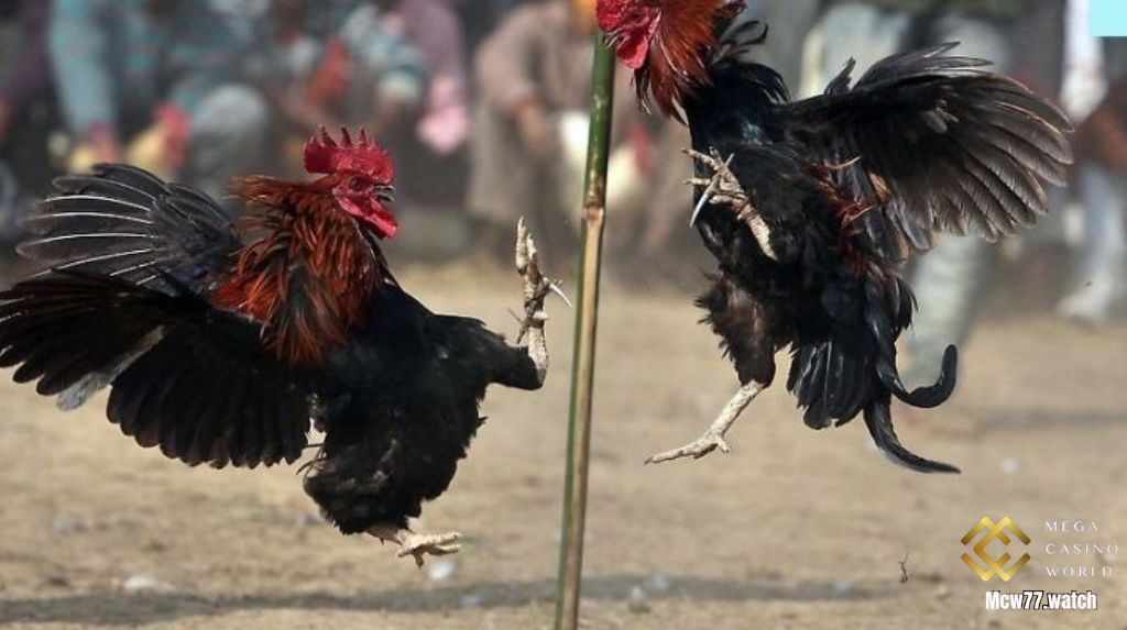 Kinh nghiệm nâng cao từ cao thủ đá gà