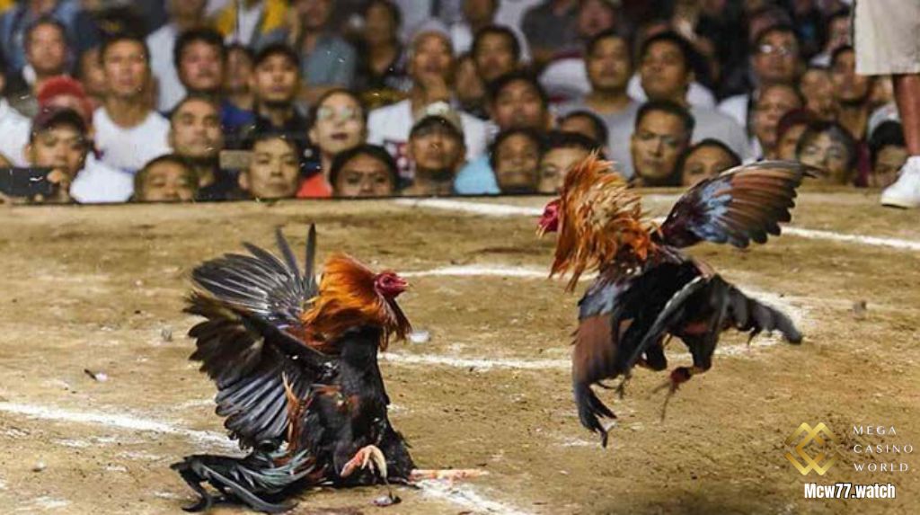 Mẹo cá cược đá gà trực tuyến hiệu quả cho người mới